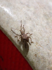 Eusomidius rostralis