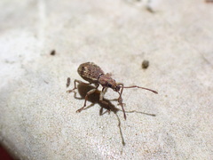 Eusomidius rostralis