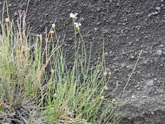 Junellia spathulata