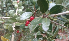 Ilex vomitoria image