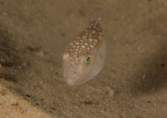 Amblyrhynchote honckenii