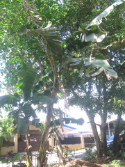 Musa