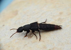Platydracus scabrosus