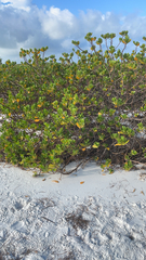 Scaevola plumieri image