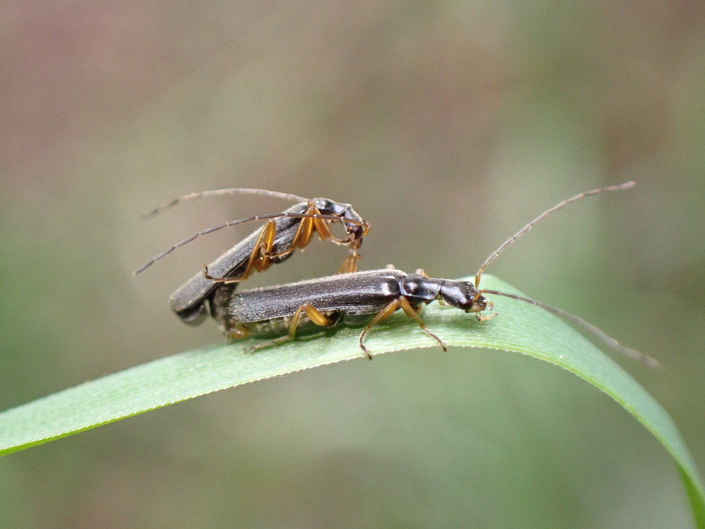 Micropodabrus obscurior