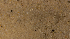 Synapturichthys kleinii