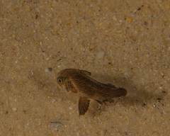 Umbrina ronchus