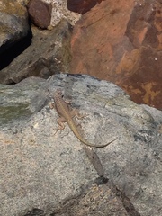 Microlophus atacamensis