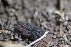 Anamidae