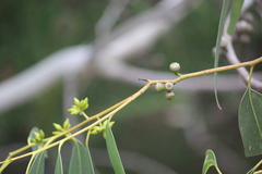 Eucalyptus viminalis cygnetensis
