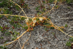 Cuscuta tasmanica