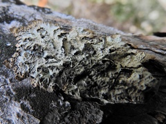 Punctelia caseana