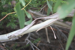 Eucalyptus viminalis cygnetensis