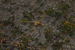 Cuscuta tasmanica