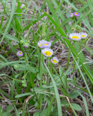 Erigeron tenuis