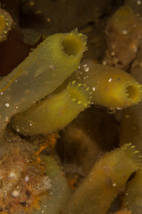 Phlebobranchia