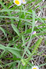 Erigeron tenuis