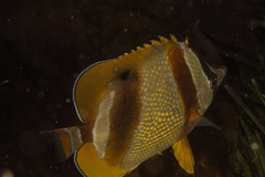 Chaetodon marleyi