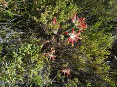 Erica massonii