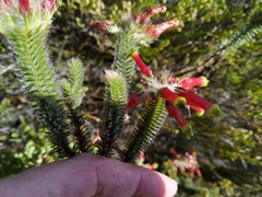 Erica massonii