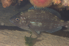 Spondyliosoma emarginatum