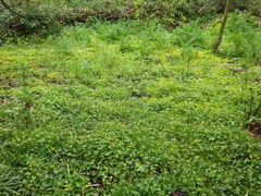 Chrysosplenium oppositifolium