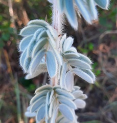 Mimosa lanuginosa
