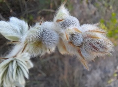 Mimosa lanuginosa