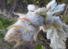 Mimosa lanuginosa