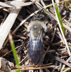 Andrena vaga