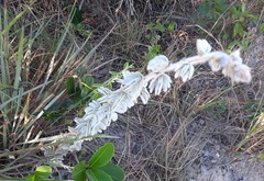 Mimosa lanuginosa
