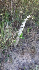 Mimosa lanuginosa