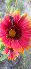 Gaillardia amblyodon