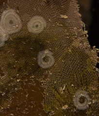 Membranipora rustica