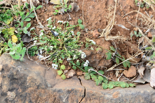 Image of Pimpinella Adscendens (Pimpinella adscendens) by no rights reserved