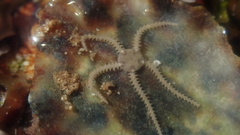 Amphipholis squamata