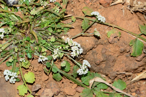 Image of Pimpinella Adscendens (Pimpinella adscendens) by no rights reserved