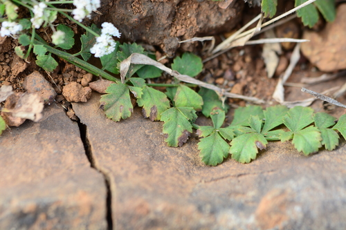 Image of Pimpinella Adscendens (Pimpinella adscendens) by no rights reserved