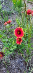 Gaillardia amblyodon