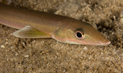 Beaked salmon (Gonorynchus gonorynchus) — Gonorynchidae — 2