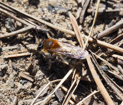 Andrena