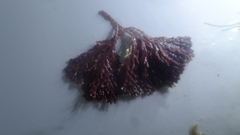 Arthrocardia flabellata