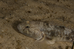 Barehead Goby photo 4
