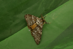 Lymantria mathura aurora