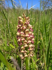 Orchis × wulffiana