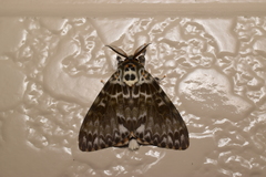 Lymantria mathura aurora