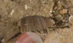 Volvarina capensis image