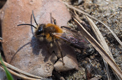 Andrena