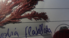 Arthrocardia flabellata