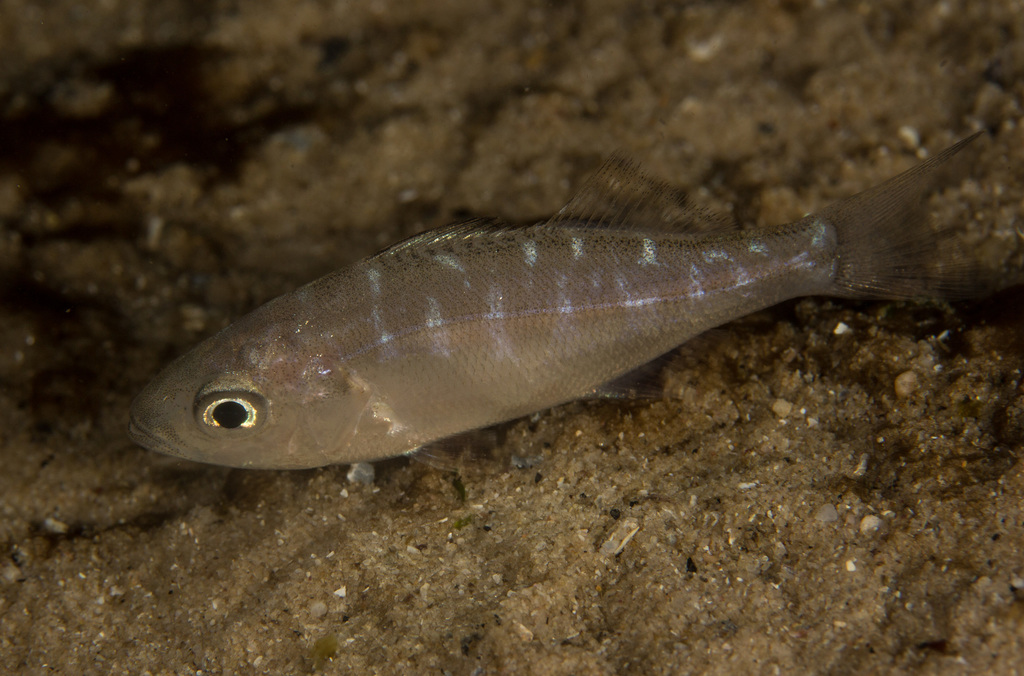 Steentje Seabream
